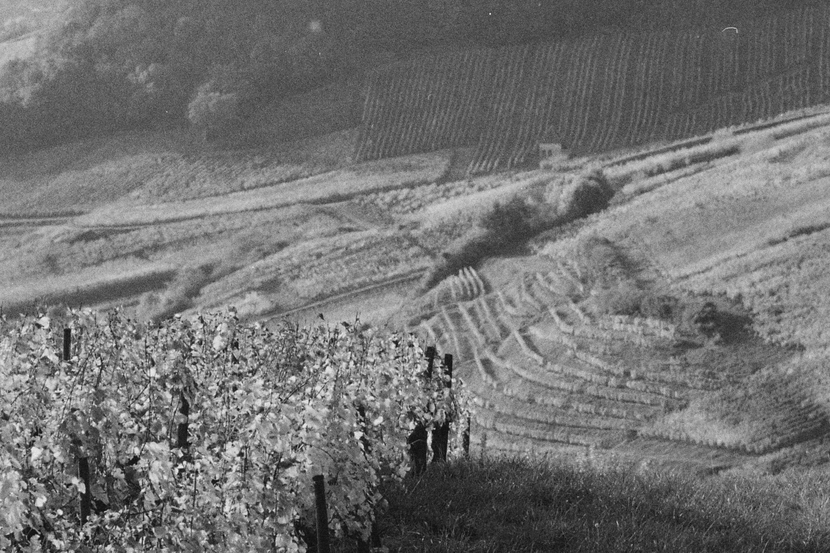 grapes